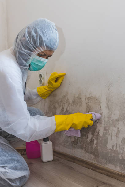 Best Basement Mold Removal  in Stockton, MO