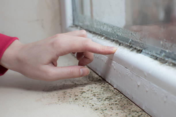 Best Residential Mold Inspection & Testing  in Stockton, MO